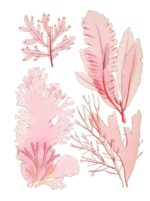 Various Vintage Red Seaweed plant Illustrations 8