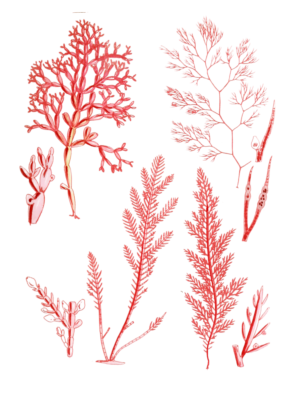 Various Vintage Red Seaweed plant Illustrations 9