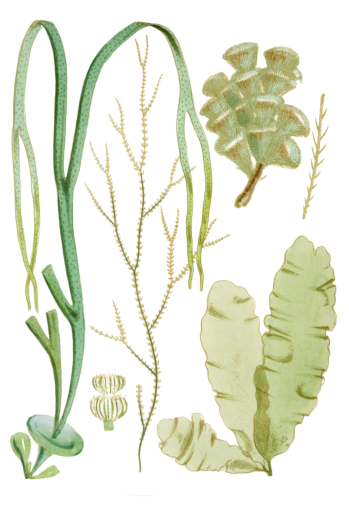 Various Vintage Seaweed plant Illustrations 4
