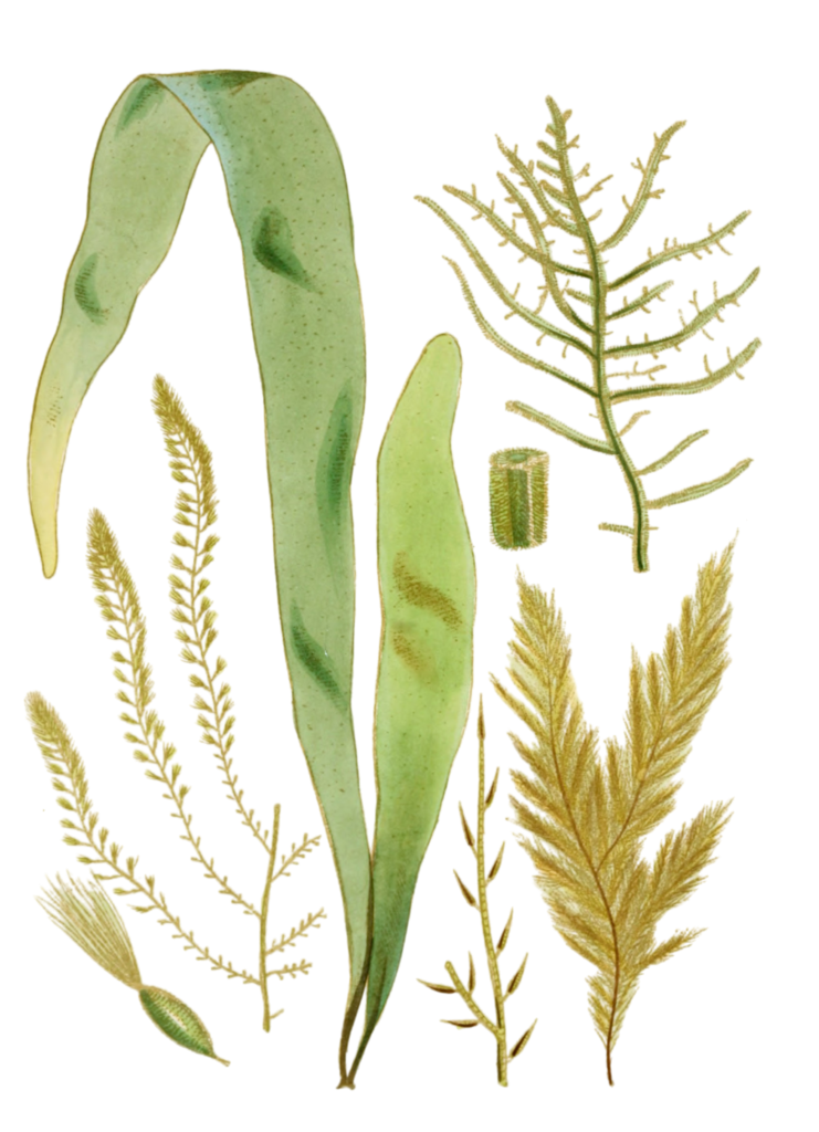 Various Vintage Seaweed plant Illustrations 5