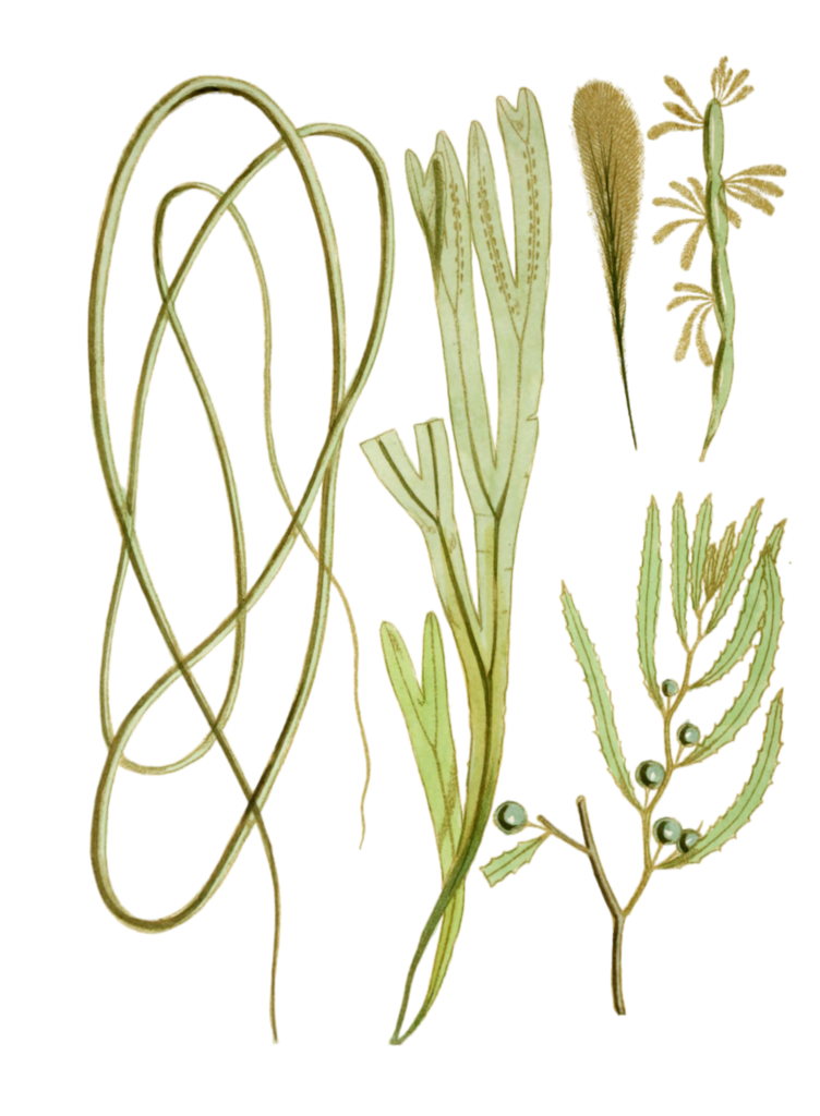 Various Vintage Seaweed plant Illustrations 6