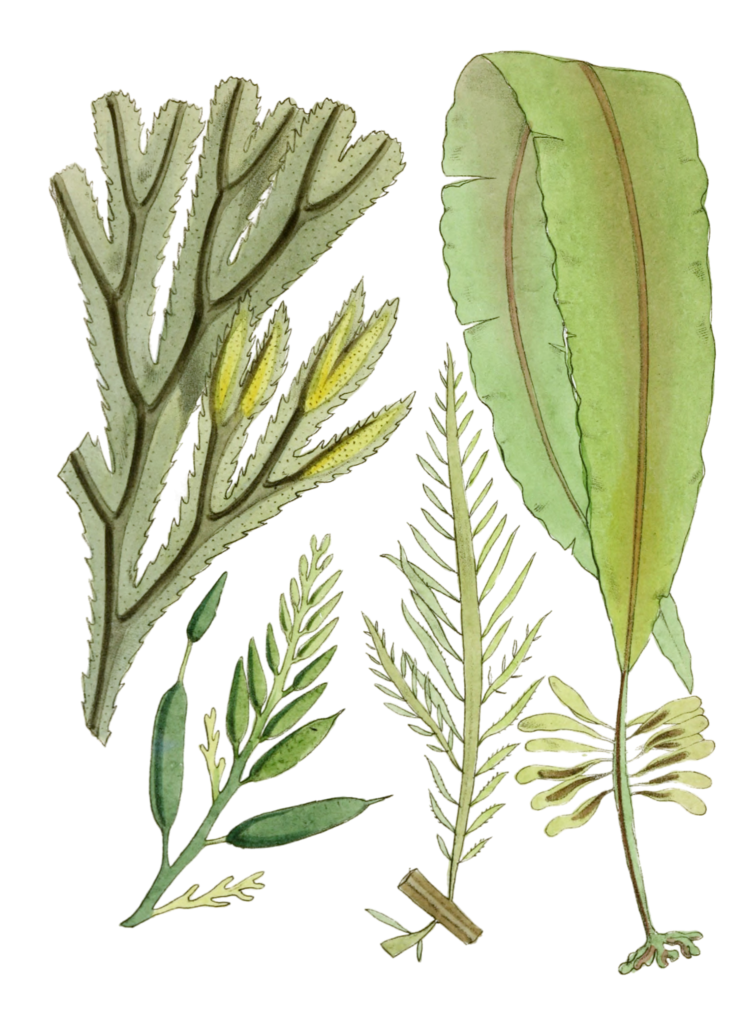 Various Vintage Seaweed plant Illustrations