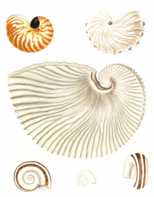 Various Vintage Shells illustrations
