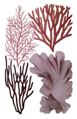 Various red Seaweed illustration