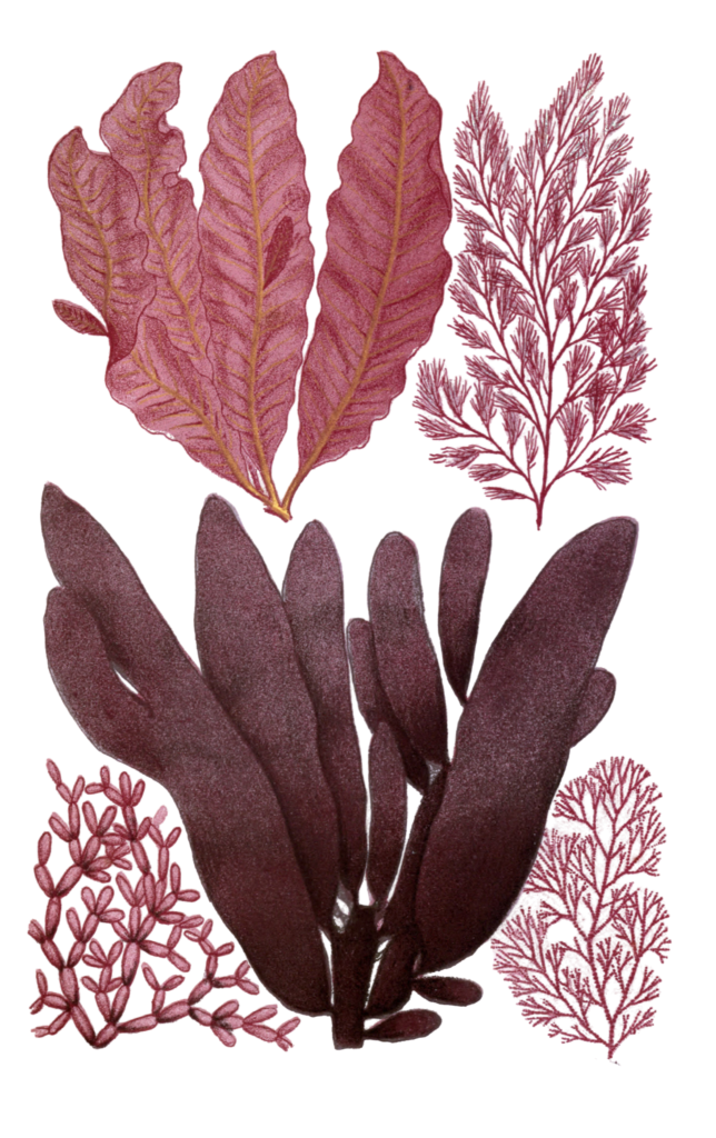 Various red Seaweed illustration 3