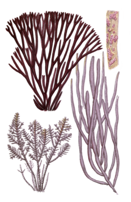 Various red Seaweed illustration 4
