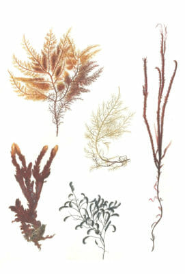 Various sea grass Vintage Illustration