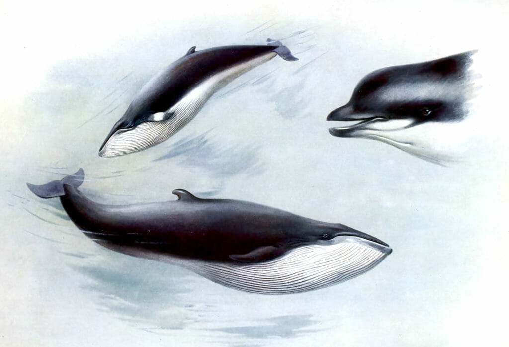 Vintage Bottle Nosed Whale Adn Minke Whale Illustration From The Public Domain