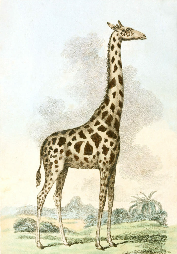 Vintage Giraffe Illustration copy