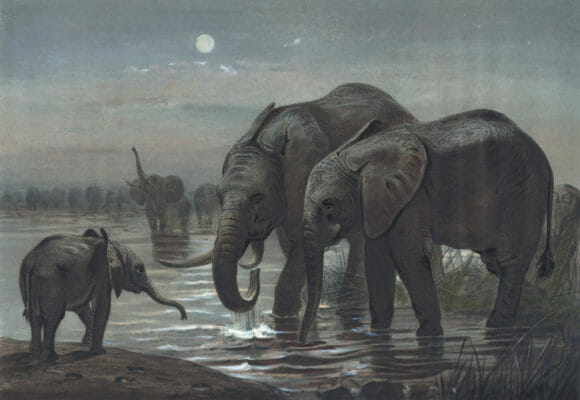 Vintage Illustrations Of African Elephant In Public Domain