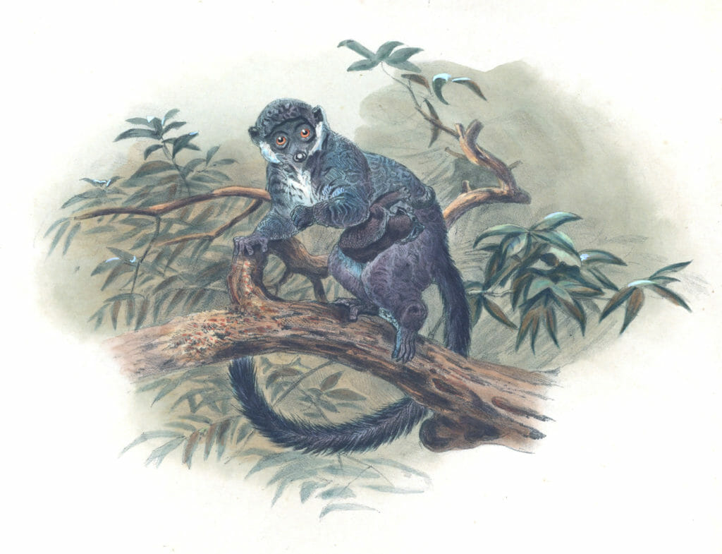 Vintage Illustrations Of Black Fronted Lemur In Public Domain