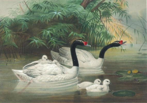 Vintage Illustrations Of Black Necked Swan In Public Domain