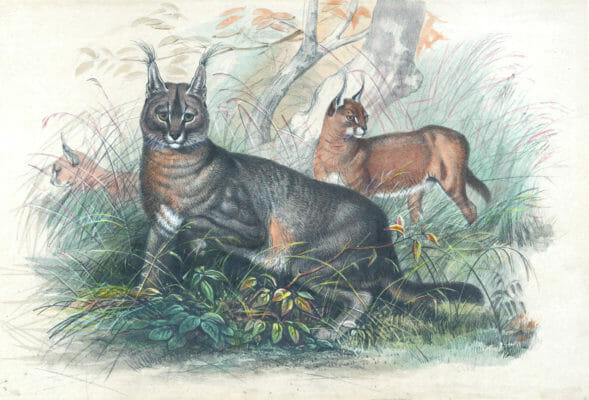 Vintage Illustrations Of Caracal In Public Domain