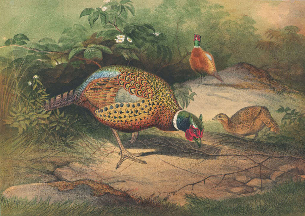 Vintage Illustrations Of Chinese Pheasant In Public Domain