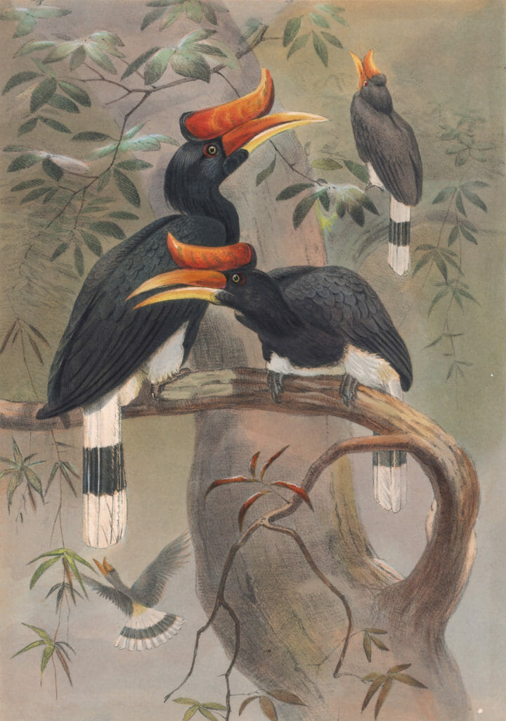 Vintage Illustrations Of Concave Casqued Hornbill In Public Domain