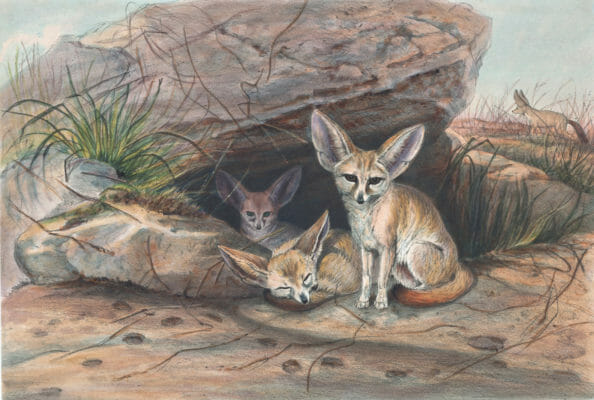 Vintage Illustrations Of Fennec Fox In Public Domain