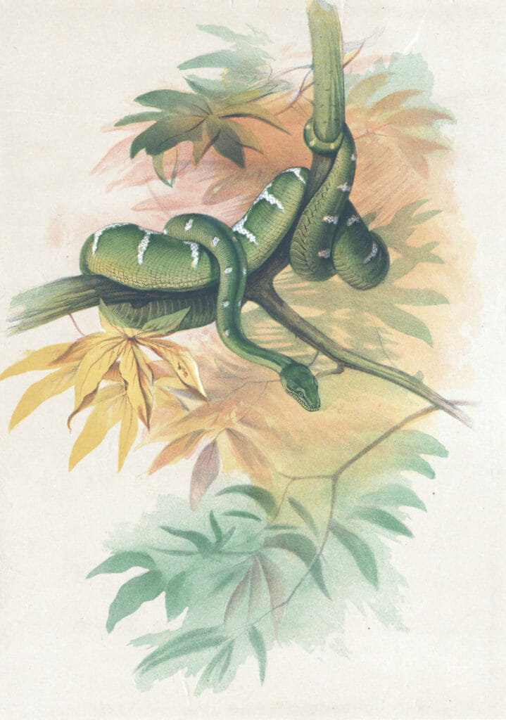Vintage Illustrations Of Green Boa Snake In Public Domain