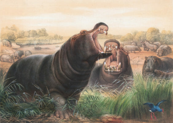 Vintage Illustrations Of Hippopotamus In Public Domain