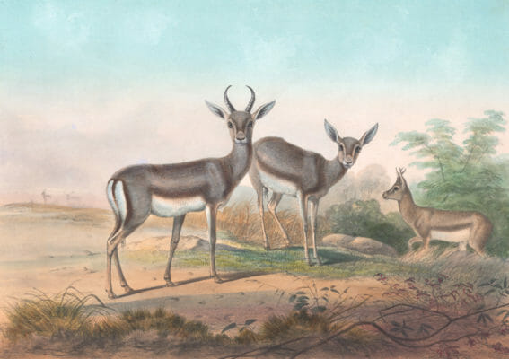 Vintage Illustrations Of Persian Gazelle In Public Domain