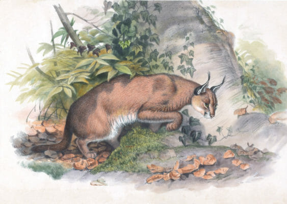 Vintage Illustrations Of Red Caracal In Public Domain