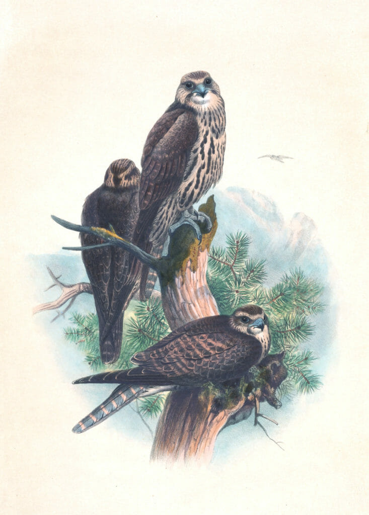 Vintage Illustrations Of Saker Falcon In Public Domain