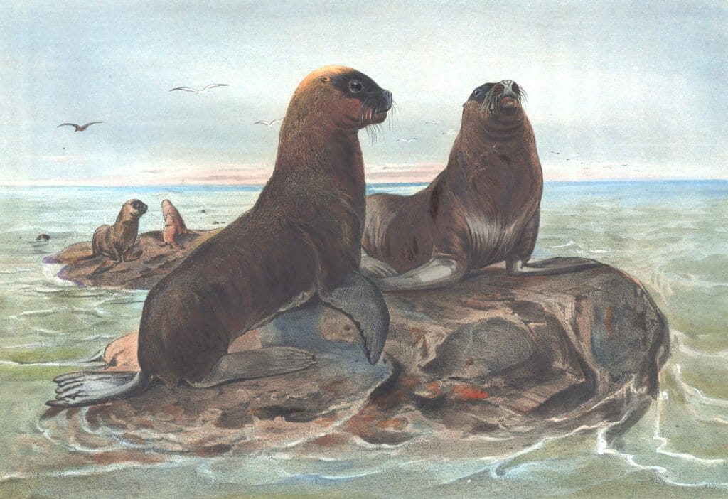 Vintage Illustrations Of Sea Bear Or Seal In Public Domain