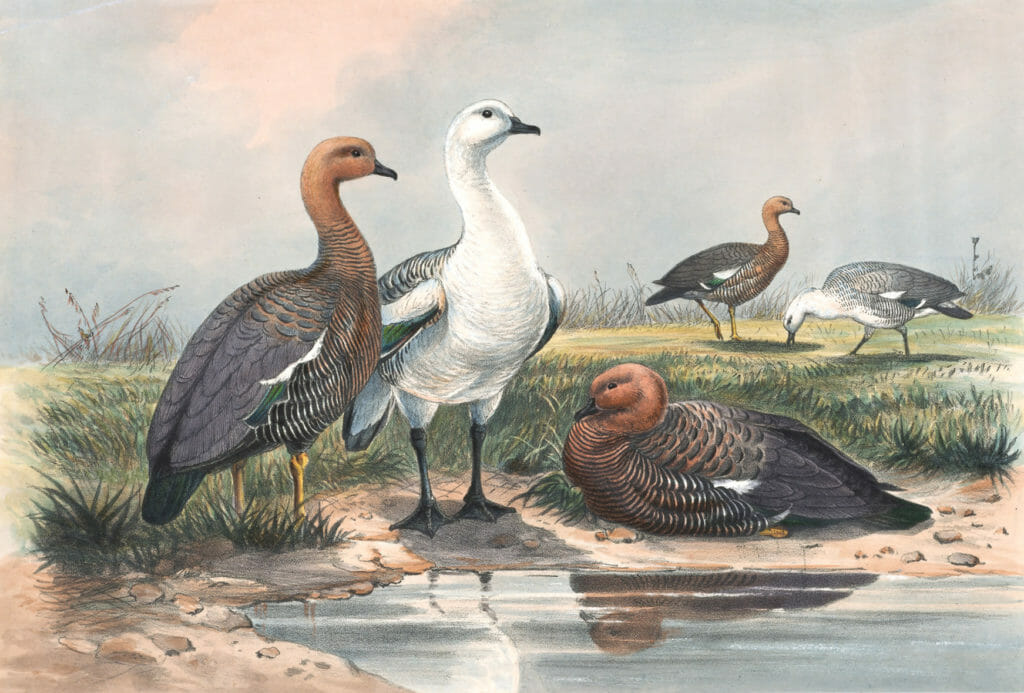 Vintage Illustrations Of Upland Goose In Public Domain