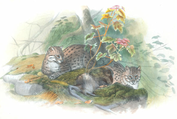 Vintage Illustrations Of Wagati Cat In Public Domain