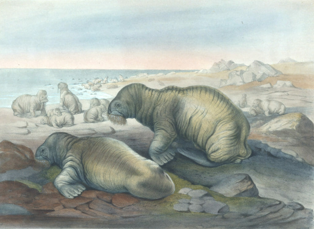 Vintage Illustrations Of Walrus In Public Domain