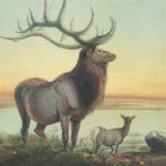 Vintage Illustrations Of Watapi Deer In Public Domain