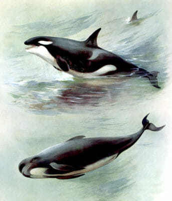 Vintage Killer Whale Or Orca And Pilot Whale Illustration From The Public Domain