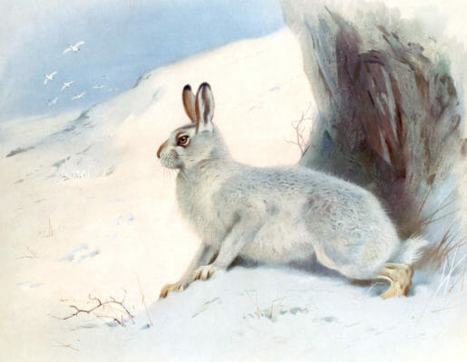 Vintage Mountain Hare Illustration From The Public Domain