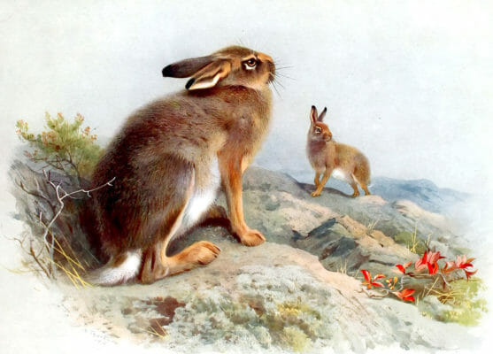 Vintage Mountain And Irish Hare Illustration From The Public Domain