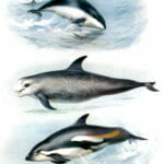 Vintage Porpoise Rissos Dolphin And White Sided Dolphin Illustration From The Public Domain