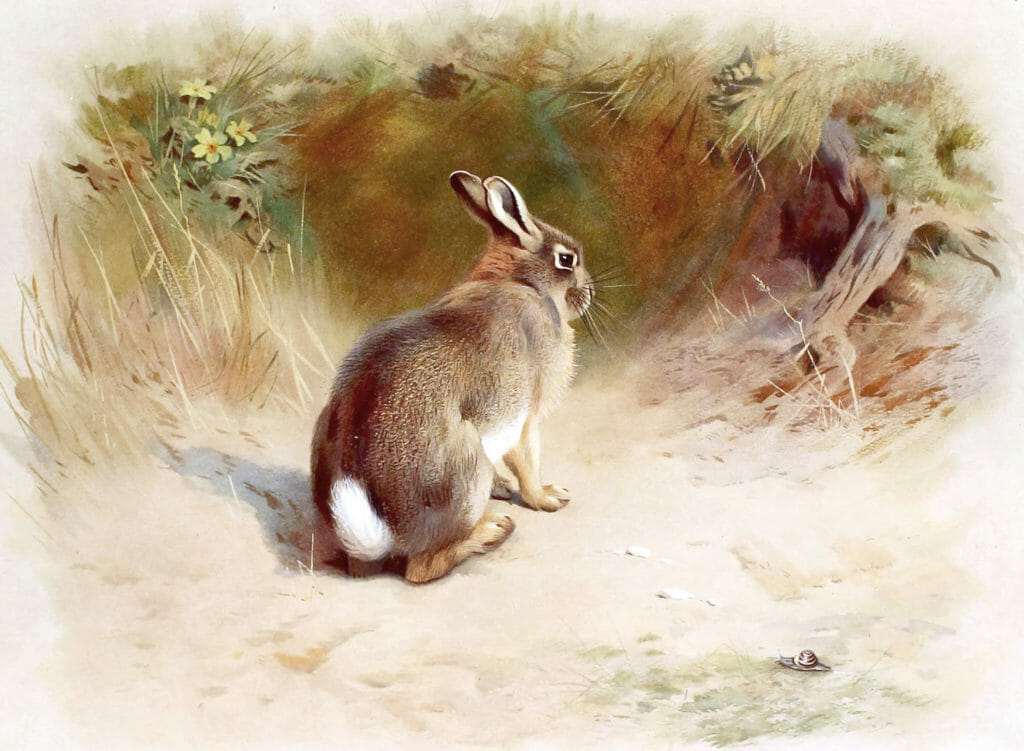 Vintage Rabbit Illustration From The Public Domain
