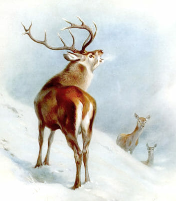 Vintage Red Deer Illustration From The Public Domain