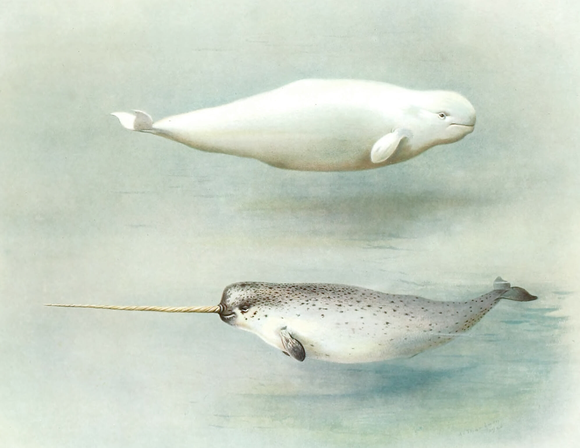 Vintage White Whale And Narwhal Illustration From The Public Domain