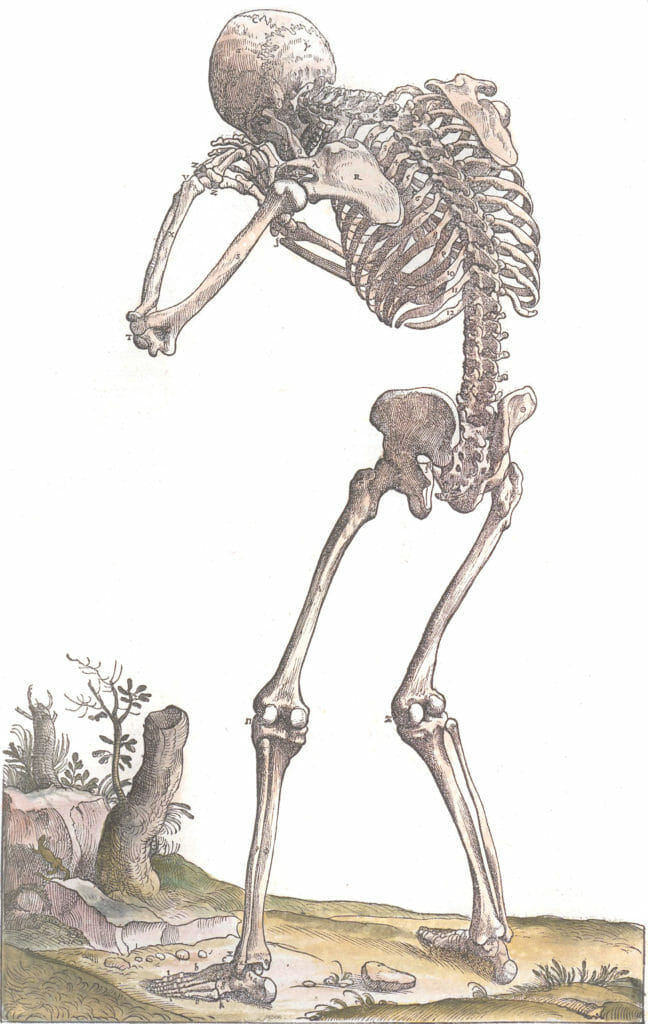 Vintage Anatomy Illustration Skeleton Standing