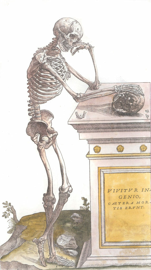 Vintage Anatomy Illustration Skelton Standing Resting On A Shelf