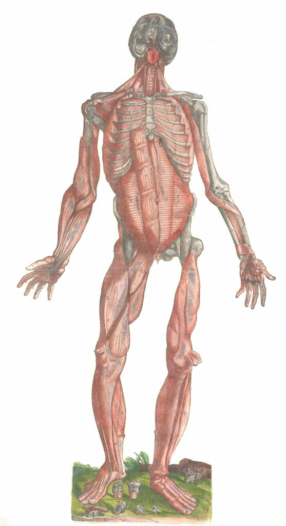 Vintage Anatomy Illustration A Complete Skeleton Partial Muscle Coverage