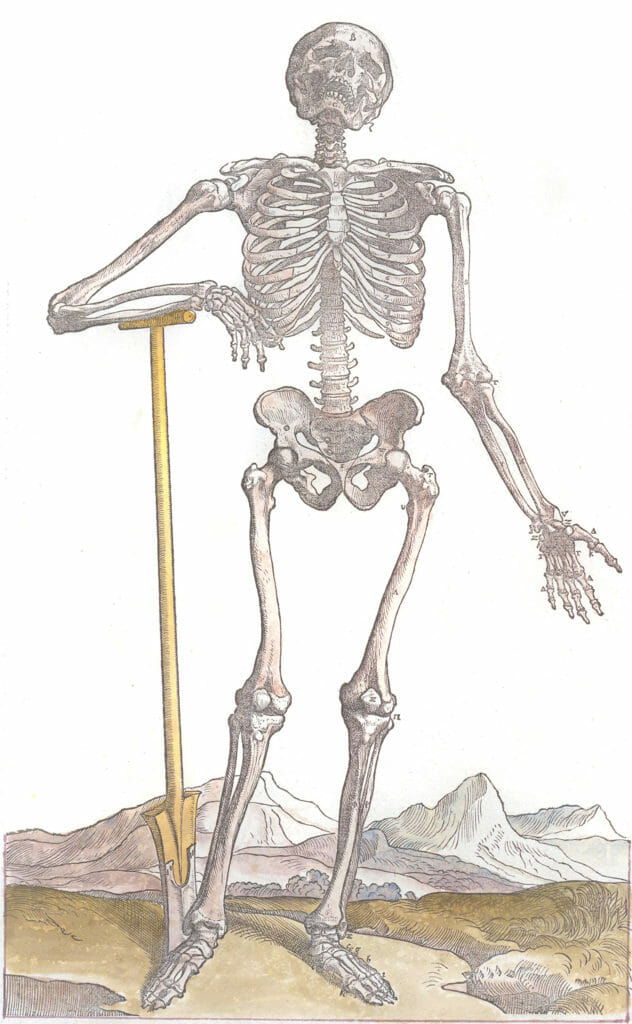 Vintage Anatomy Illustration A Complete Skeleton With A Shovel Under His Arm