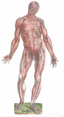 Vintage Anatomy Illustration A Complete Skeleton With Muscle Coverage