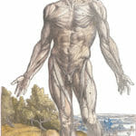 Vintage Anatomy Illustration A Male Standing