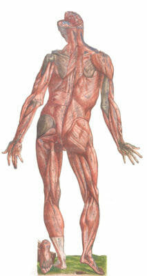 Vintage Anatomy Illustration Anatomy Of Human Standing Showing Muscles