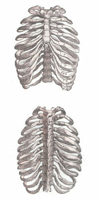 Vintage Anatomy Illustration Bones Stucture Of Ribcage Front And Rear