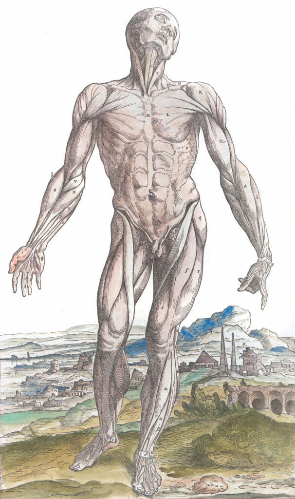 Vintage Anatomy Illustration Male Anatomy Showing Muscle Structure