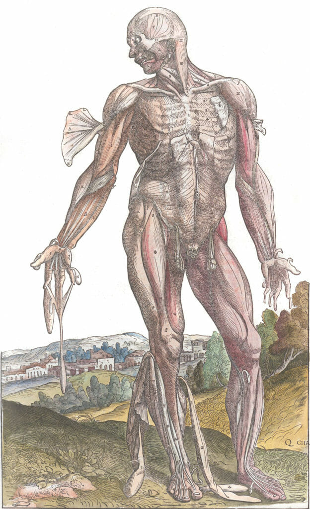 Vintage Anatomy Illustration Of Male Stading Showing Muscle And Skin