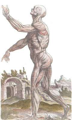 Vintage Anatomy Illustration Side Profile Of Male Standing
