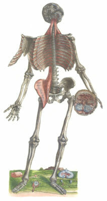 Vintage Anatomy Illustration Skeleton With Chest Muscles Attached Ribcage Opened