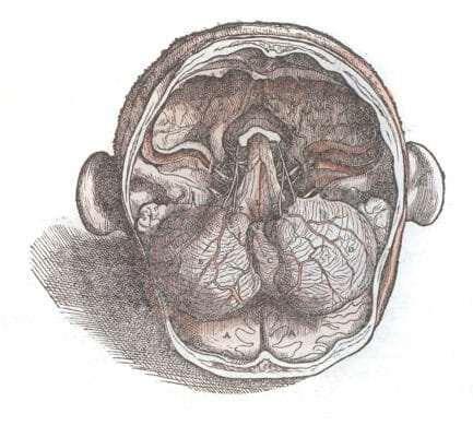 Vintage Illustration Of The Head From The Underside